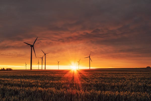 A windfarm in a crop field at sunset.